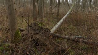 Dauerregen und Wind schaden dem Wald