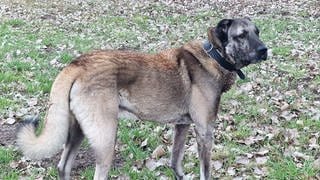 Kangal-Hirtenhund Argo, schwer verletzt im Tierheim Speyer