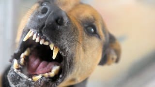 Ein Hund fletscht die Zähne. 