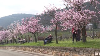 Das Gimmeldinger Mandelblütenfest lockt jedes Jahr tausende Besucher an - auch in diesem Jahr.
