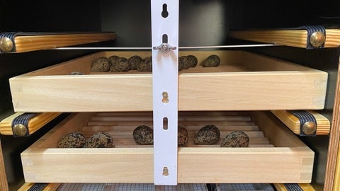 Die Kiebitz-Eier im Brutschrank in der Aufzuchtstation in Landau