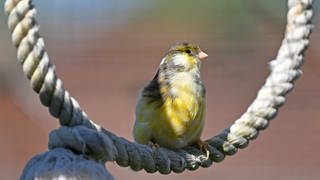 Ein Kanarienvogel sitzt auf einem Seil.