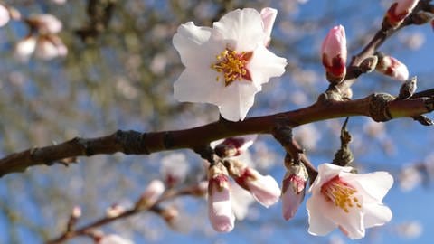 Mandelblüten in Neustadt-Gimmeldingen