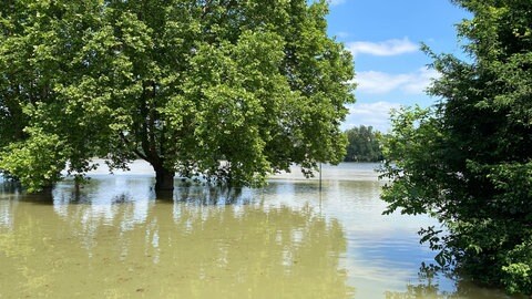 Baum im Wasser