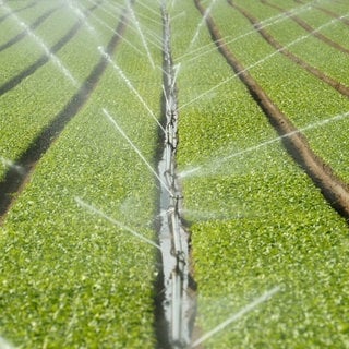 In der Südpfalz wird ein Feld bewässert - dafür wird Grundwasser genutzt