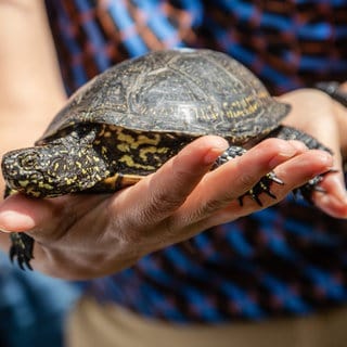 Europäische Sumpfschildkröten