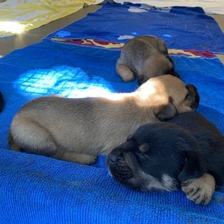 Die aus einem Weinberg in der Pfalz geretteten Welpen einer ausgesetzten Kangalhündin entwickeln sich gut im Tierheim Frankenthal.