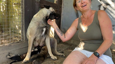 Die aus einem Weinberg in der Pfalz geretteten Welpen einer ausgesetzten Kangalhündin entwickeln sich gut im Tierheim Frankenthal.