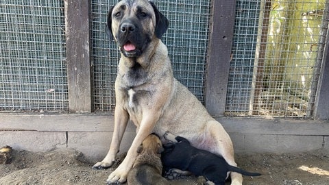 Die aus einem Weinberg in der Pfalz geretteten Welpen einer ausgesetzten Kangalhündin entwickeln sich gut im Tierheim Frankenthal.