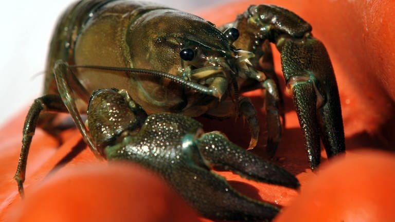 Kamberkrebs (Orconectes limosus) - Invasive Tierarten - Neozen