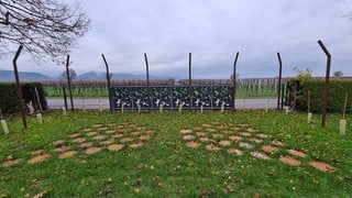 der Rebenhain auf dem Friedhof in Landau-Nußdorf