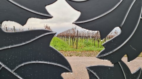 der Rebenhain auf dem Friedhof in Landau-Nußdorf