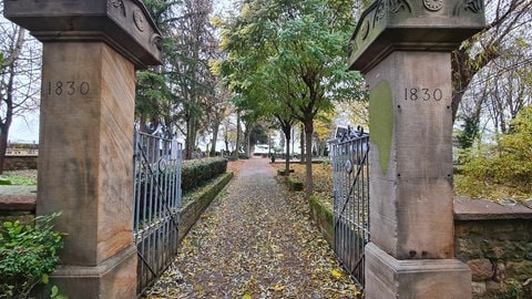 der Rebenhain auf dem Friedhof in Landau-Nußdorf