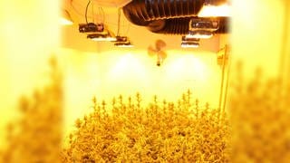 Die Indoor-Cannabisplantage in Lingenfeld (Quelle: Polizeipräsidium Südhessen)