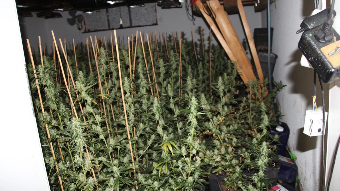 Die illegale Cannabisplantage in Lingenfeld (Kreis Germersheim) umfasste 816 Pflanzen.