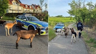 Freilaufende Ziegen auf einer Straße