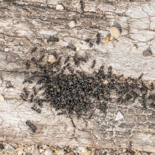 Ameisen auf dem Fußboden - die Ameisenplage in Limburgerhof konnte bislang noch nicht erfolgreich bekämpft werden