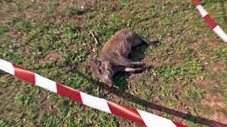 totes Wildschwein auf einer Wiese, Symbolbild für Jäger und Landwirte fordern weiteren Zaun gegen Afrikanische Schweinepest