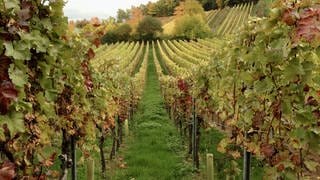 Bunte Weinreben: Der Weinmarkt steckt in der Krise