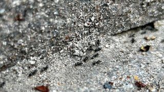 Ameisen auf Gehwegen und Häuserwänden, die in Herxheim bei Landau zur Plage geworden sind