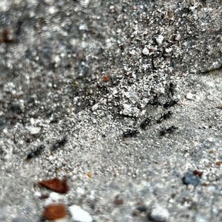 Ameisen auf Gehwegen und Häuserwänden, die in Herxheim bei Landau zur Plage geworden sind