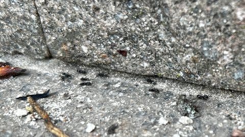 Ameisen auf Gehwegen und Häuserwänden, die in Herxheim bei Landau zur Plage geworden sind
