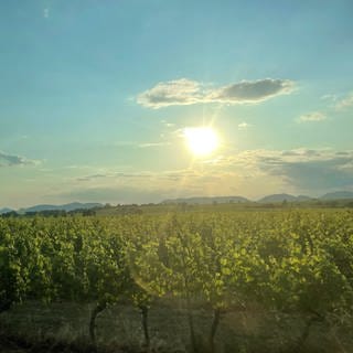 Ein Weinberg im Sommer in der Pfalz.