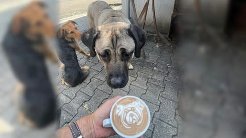 Das ist große Handwerkskunst: Miras Gesicht im Milchschaum eines Cappuccino. Der Künstler betreibt die Kaffeerösterei "el coffeino" in Schloss Dätzingen, Landkreis Böblingen.