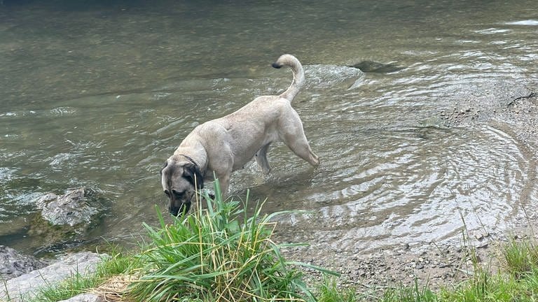 An heißen Sommertagen badet Mira gerne in der Würm, einem 53 Kilometer langen Nebenfluss der Nagold.