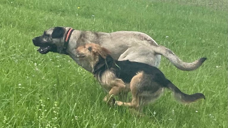 Ein Wettlauf zwischen Mira und ihrem Freund Kalle. Meistens gewinnt Mira.