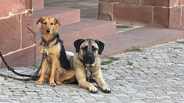 Mira (rechts) und ihr Spielfreund Kalle vor dem Rathaus in der historischen Altstadt von Weil der Stadt.