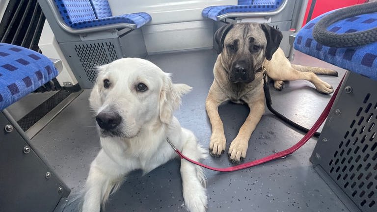 Mira (rechts) und ihre Freundin Nala fahren furchtlos und diszipliniert mit der S6 in Richtung Stuttgart.