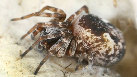 Die bei uns heimischen Mauerspinnen sind viel kleiner als Vogelspinnen.