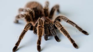 Manche Vogelspinnen können so groß wie ein Handteller werden.