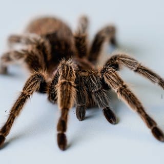 Manche Vogelspinnen können so groß wie ein Handteller werden.