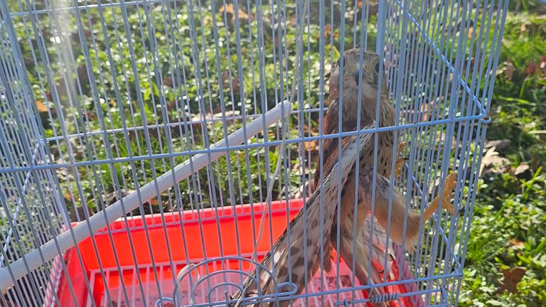 Ein Greifvogel in einem winzigen Käfig - so fand die Berufstierrettung Rhein Neckar die Tiere auf dem Grundstück ins Lambsheim (Rhein-Pfalz-Kreis) vor.