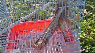 Ein Greifvogel in einem winzigen Käfig - so fand die Berufstierrettung Rhein Neckar die Tiere auf dem Grundstück ins Lambsheim (Rhein-Pfalz-Kreis) vor.