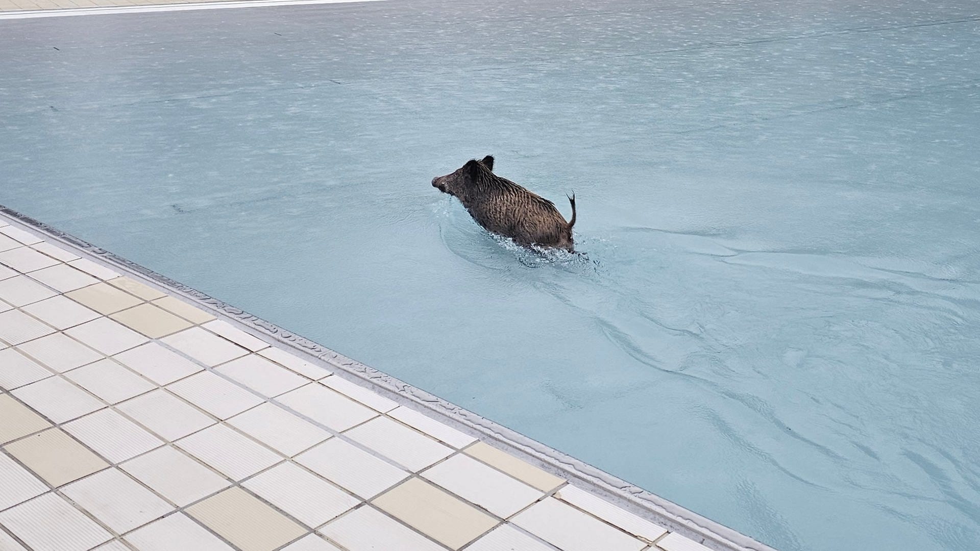 ++ Wildschwein in Pool ++ Schimmel-&Auml;rger in Trier ++ Tankwagen mit G&uuml;lle umgekippt ++