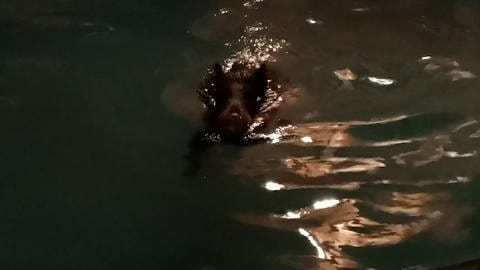 Das Wildschwein hat das kalte Wasser im Pool der Familie Abel in Lambrecht sichtlich genossen.