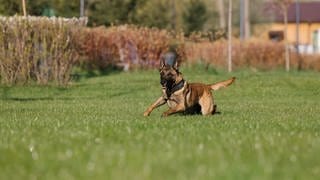 In der Pfalz (Ruppertsberg) hat ein Polizeihund bei einer Hochzeit ein zwei Monate altes Baby gebissen und verletzt. Das Kleinkind wurde mit einem Rettungshubschrauber in ein Krankenhaus gebracht. Der Hundführer war privat bei der Trauung anwesend.