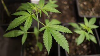 In Lambrecht wurde der erste Cannabis-Verein in Rheinland-Pfalz für den Anbau von Cannabis lizensiert