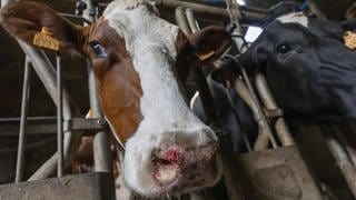 Rind mit Blauzungenkrankheit: erster Fall in der Pfalz