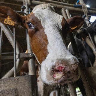 Rind mit Blauzungenkrankheit: erster Fall in der Pfalz