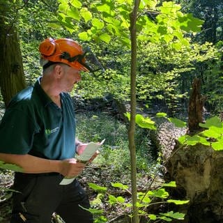 Förster Jürgen Render: Trockenheit, Pilze und Insekten setzen den Eichen zu.