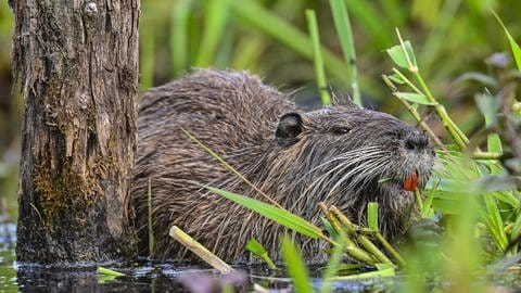 Eine Nutria frisst Pflanzen