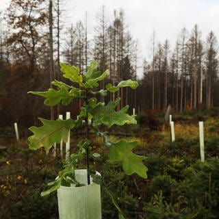 eine kleine Eiche im Wald in einer speziellen Schutzhülse, Symbolbild für großangelegte Pflanzaktion im Wald des Forstamts Haardt