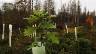 Eine kleine Eiche im Wald in einer speziellen Schutzhülse, Symbolbild für großangelegte Pflanzaktion im Wald des Forstamts Haardt