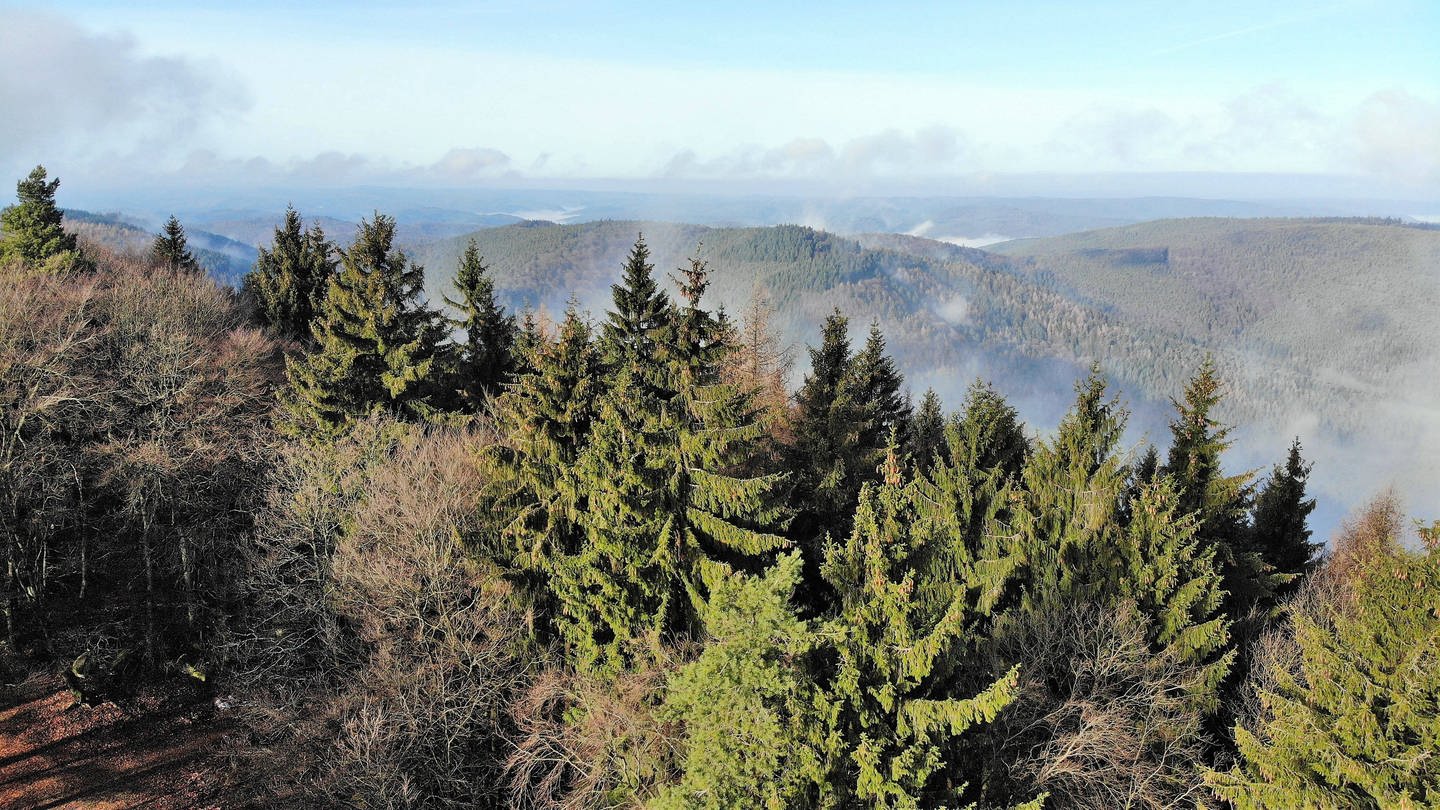 Blick auf den Pfälzerwald. Die Bäume stehen im leichten Nebel.