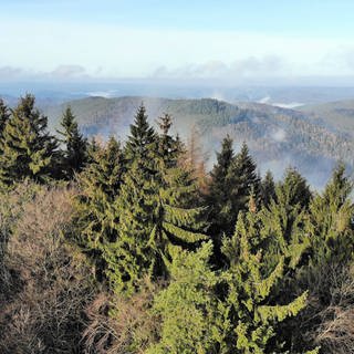 Blick auf den Pfälzerwald. Die Bäume stehen im leichten Nebel.