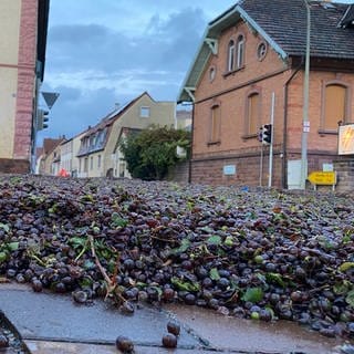 Ein Winzer hat am Morgen während der Fahrt in Edenkoben im Kreis Südliche Weinstraße einen Anhänger mit einer tonnenschweren Ladung Maische verloren. Die Ladung hat sich großflächig auf einer Hauptstraße in Edesheim verteilt. Es besteht große Rutschgefahr.